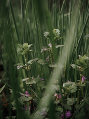 Fototapeta premium green grass in the garden