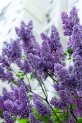Lilac bush near the house. Violet flowering in the garden. Beautiful spring flower. Floral background. Place for text.