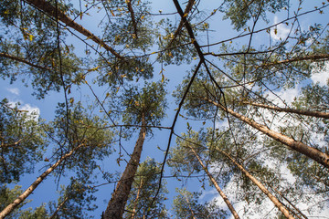 Pine trees in a forest seen upwards against a blue sky with some white clouds, seen through branches of another tree