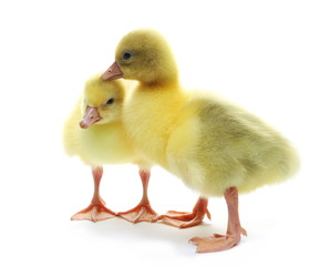Fototapeta premium Gosling isolated on white background