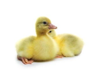 Gosling isolated on white background