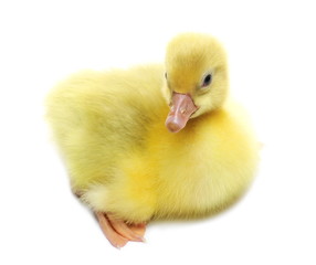 Gosling isolated on white background