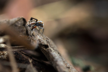 Saitis barbipes mâle