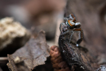 Saitis barbipes mâle