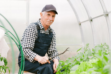 Smiling cheerful senior gardener  working in greenhouse. Old man in cap and overall cares for seedlings