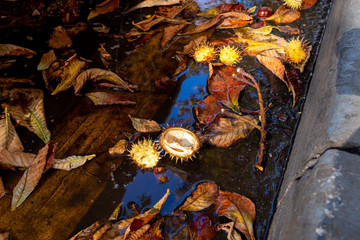 Cracked chestnuts and leaves in a puddle on the road at sunset. Contrasting shadows.