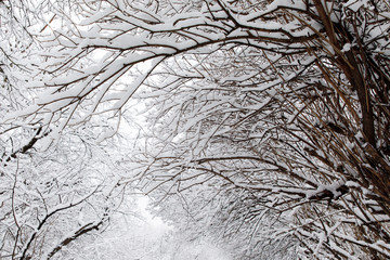 Snow-covered tree branches, everything is covered with pure white snow, winter, nature, cold, landscape.