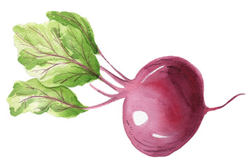 Watercolor vegetables. Eggplant, tomato, pepper, avocado, carrot. Eco food, Healthy food. Vegan dishes. Hand painted illustration. Isolated. Printable. Best for kitchen decor, cafe design, menu.