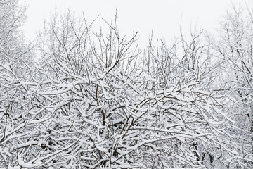 The shrub is covered in white pristine snow. Winter, cold, snow-covered branches, nature, season.