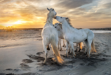Plakat White horses in Camargue, France.