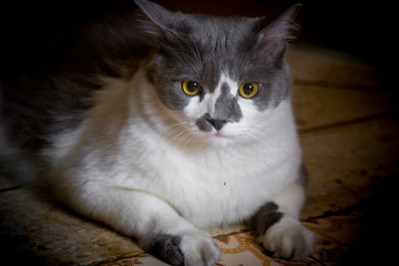 A white and gray cat looks at the camera in amazement.