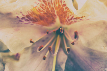 Wundervolle Blüte im Frühling © HNFOTO