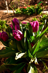 Dutch purple tulip bush with green leaves growing in the ground. Photo of a Tulip in shadow and light.