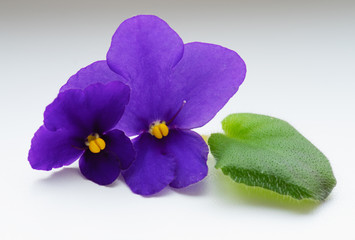 blue violet on a white background