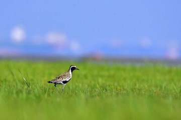 great crested grebe on grass