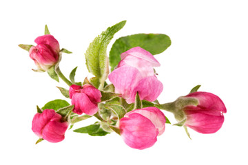 Apple tree blossom isolated on white background, close up. Pink delicate spring flowers.