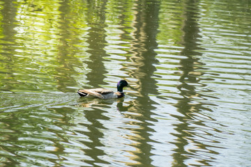Duck swimming in the water