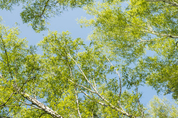 Blue sky through the leaves of trees.