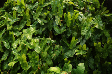 Garden shrubs in the yard. A yard made of green vine leaves.