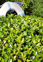 floater in the garden