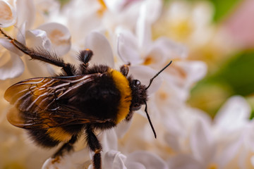 Bumblebee collecting pollen on flower