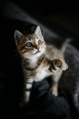 Cute striped brown grey kitten bengal look playing