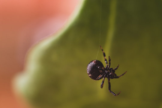 Close up or macro a spider on the spider web