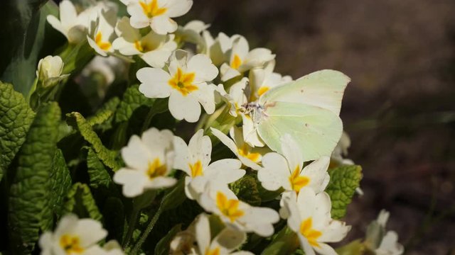 Butterfly Pieris brassicae sits on a white flower and drinks nectar.