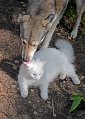 Friendship of cat and dog
