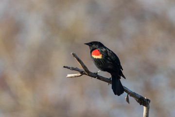 red-winged blackbird (Agelaius phoeniceus) sining in spring