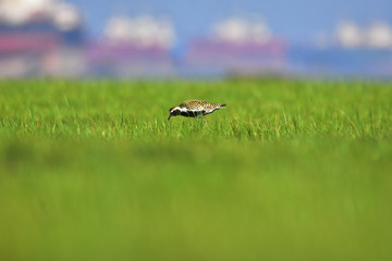 great crested grebe on grass