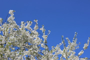 Kwiaty wiśni na tle niebieskiego nieba, tło. © Krzysztof