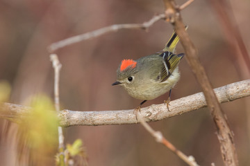  ruby-crowned kinglet (Regulus calendula)