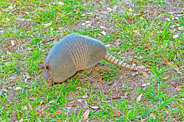 Armadillo Searching for Food in the Ground