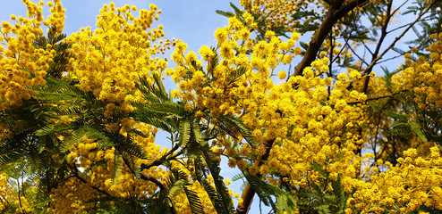 Yellow fluffy Mimosa flowers on the tree against the blue spring sky.