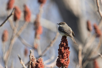 eastern phoebe (Sayornis phoebe) in spring