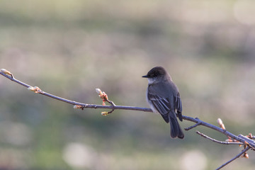 eastern phoebe (Sayornis phoebe) in spring