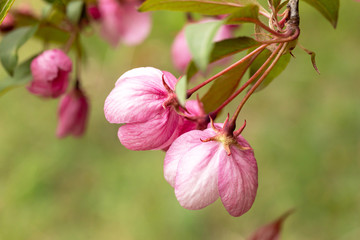 Close-up of pink Apple blossoms. An image for creating a calendar, book, or postcard. Selective focus.