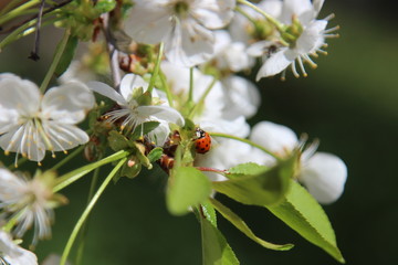 Biedronka na kwiatach wiśni © Krzysztof