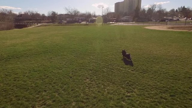 Aerial: Drone following man throwing plastic disc while dog chasing and catching at park on sunny day - Denver, Colorado