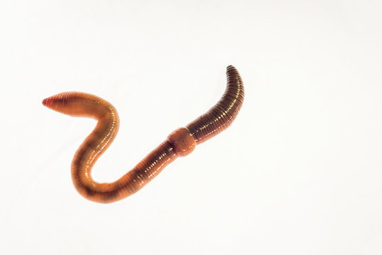 A magnificent fat earthworm crawls across the white background, illuminated from the inside. Close-up, macro, selective focus.