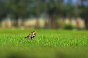 great crested grebe on grass