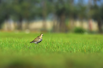 birds at grass.