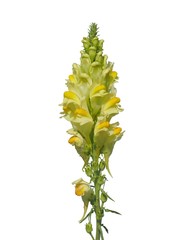 Linaria vulgaris flowers, known as yellow toadflax or butter-and-eggs