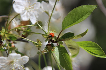 Biedronka na kwiatach wiśni © Krzysztof