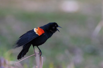 red-winged blackbird (Agelaius phoeniceus) sining in spring