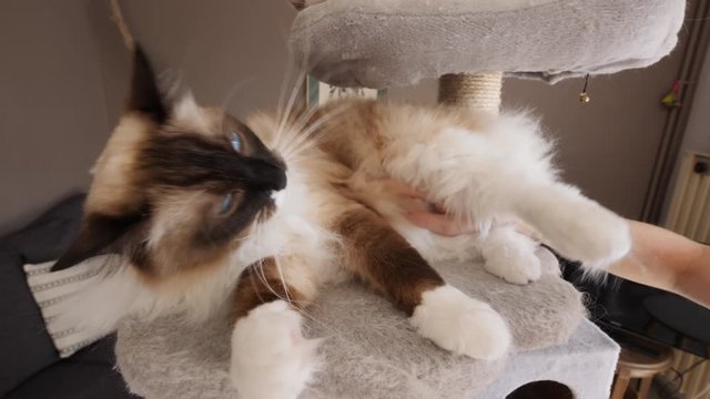 Petting a ragdoll birman male cat on a cat tree, another cat in the background (2)