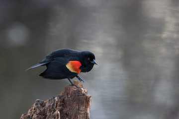 red-winged blackbird (Agelaius phoeniceus) sining in spring