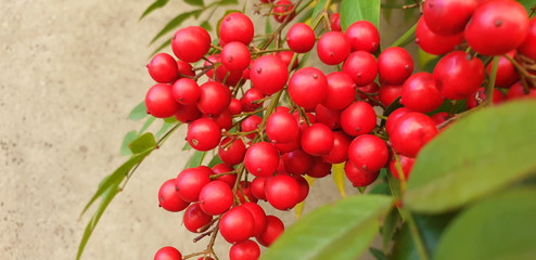 Red Nandina domestica berries on a brown wall background. Panorama.