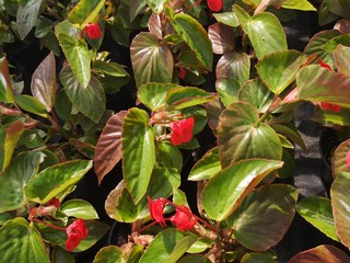 Cultivation of begonia in a greenhouse. Greenhouse rows of red begonias in springtime.